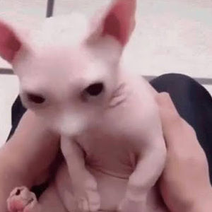 Meet your Posher, Joe